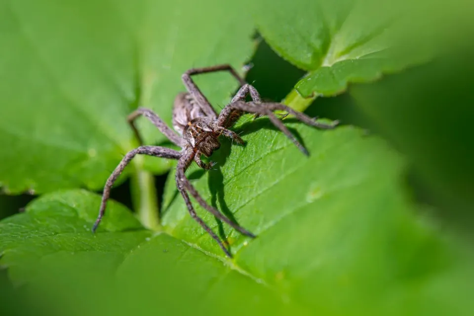 Spider — Pest Control